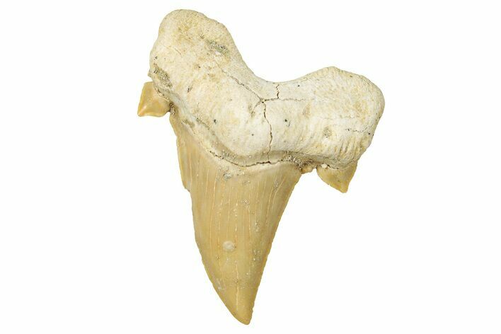 Fossil Shark Tooth (Otodus) - Morocco #353470